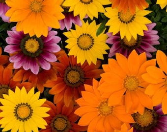 Garden Flower Gift, Seed Mix New Day Bright Mix Gazania Seeds 25 thru 500 Seeds Flower Seeds