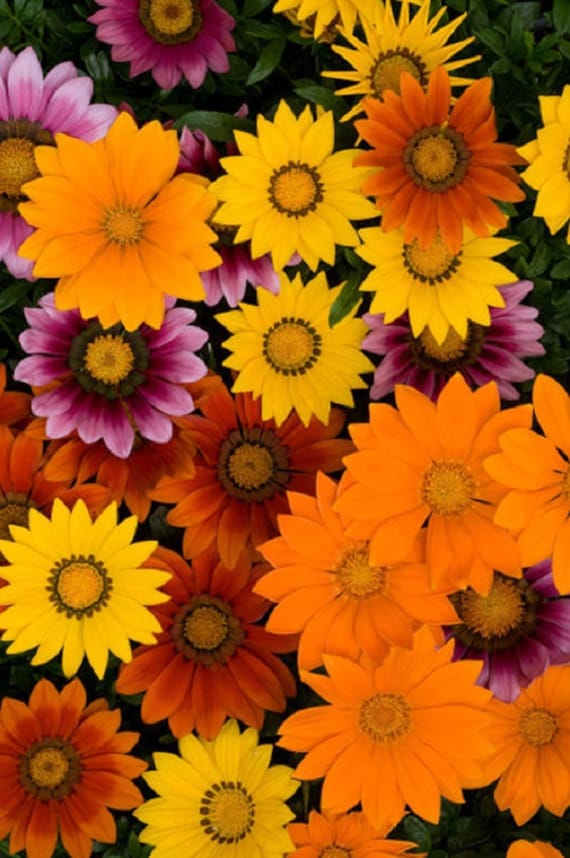 Garden Flower Gift, Seed Mix New Day Bright Mix Gazania Seeds 25 thru 500 Seeds Flower Seeds