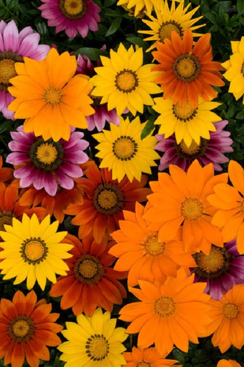 K&ouml;nnte beinhalten: Nahaufnahme einer Vielzahl von bunten Blumen, darunter gelbe, orange, rote und violette. Die Blumen sind alle in voller Bl&uuml;te und haben verschiedene Formen und Gr&ouml;&szlig;en.