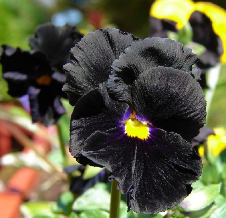 Pansy Seeds Character Black Viola Seeds 25 thru 500 Seeds | Etsy