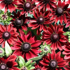 May include: A close-up of a cluster of dark red coneflowers with black centers. The flowers are in full bloom and have a velvety texture.