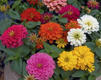 Seed Mix 25 Zinnia Seeds Zinnia Magellan Mix Zinnias Flowers