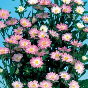 Aster Seeds 50 Seeds Aster Serenade Rose & White Cut Flower Seeds