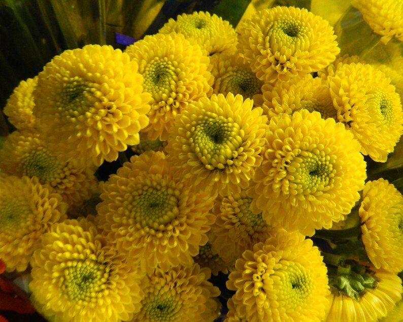 Chrysanthemum Seeds Yellow Button 50 thru 5000 Bulk Seeds Mum Etsy
