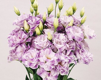 Lisianthus Seeds 25 Pelleted Seeds Lisianthus Bolero Blue Blush Cut Flowers Garden Flowers Seed Packets