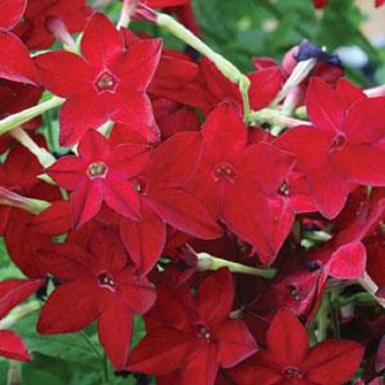 Gorgeous Nicotiana Seeds Abstract for Your Screen Gorgeous Nicotiana Seeds Abstract for Your Screen