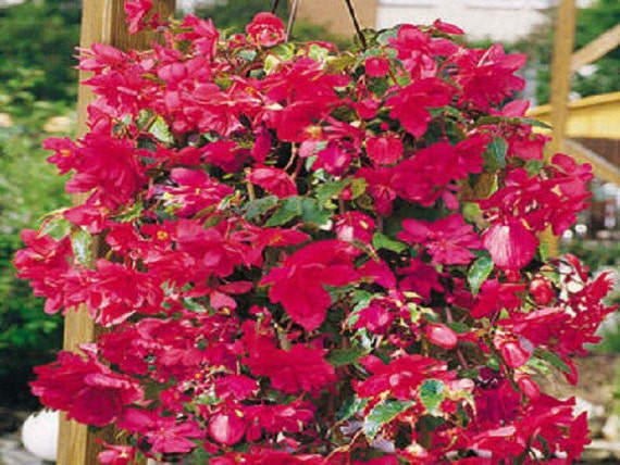 50 Begonia Seeds Illumination Rose Pelleted Seeds BULK SEEDS
