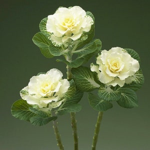25 Flowering Kale Seeds White Flare Ornamental Kale Seeds