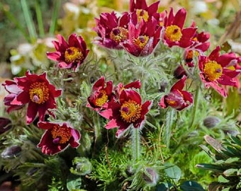 50 Pasque Seeds Red Flower (PULSATILLA) FLOWER SEEDS