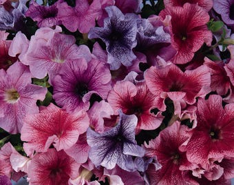May include: A close-up of a variety of petunia flowers in shades of pink, purple, and white. The flowers have ruffled petals and are in full bloom.