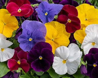May include: A vibrant collection of pansy flowers in full bloom. The image showcases a variety of colors, including yellow, white, purple, red, and blue. Each flower has a distinctive dark center, creating a striking contrast. The petals are soft and delicate.