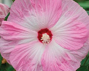 Hibiscus Seeds Honeymoon Light Rose Hardy Hibiscus 15 Seeds Perennial Seeds