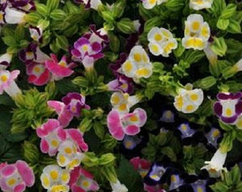 BIN#1R7D5 Torenia Kauai Mix Seeds 50 Pelleted Seeds