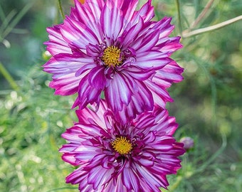 25 Cosmos Seeds Cosmos Double Click Violet Bicolor Cut Flowers Seed Packets