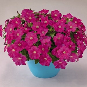 BIN#2R7D4 Petunia Seeds Success Pink 25 Pelleted Seeds Trailing Petunia