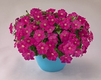 BIN#2R7D4 Petunia Seeds Success Pink 25 Pelleted Seeds Trailing Petunia