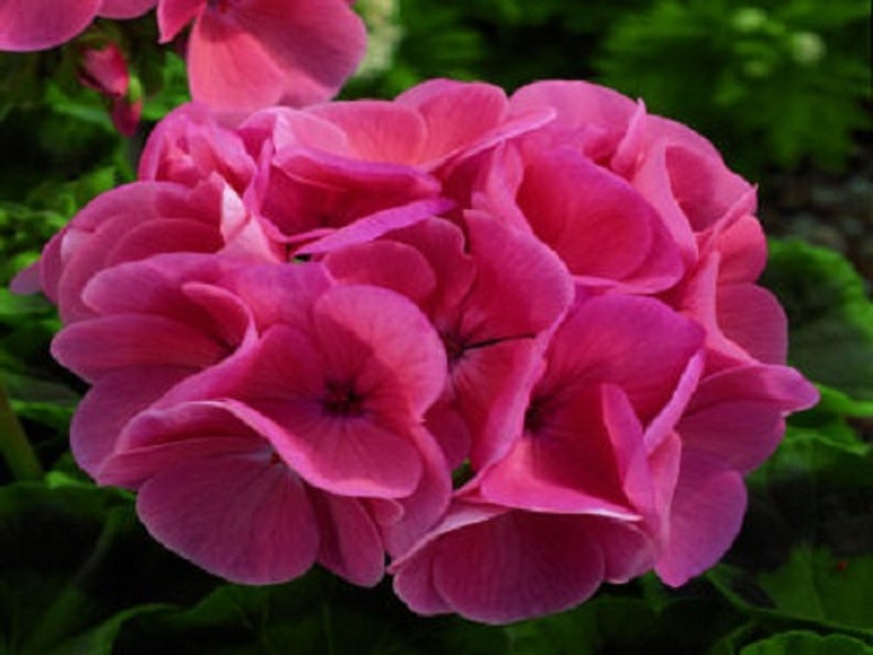 MPB3 Maverick Salmon Geranium Seeds 15 Seeds Etsy