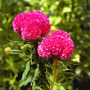 Celosia Seeds 50 Seeds Celosia Kurume Rose Cockscomb Seeds