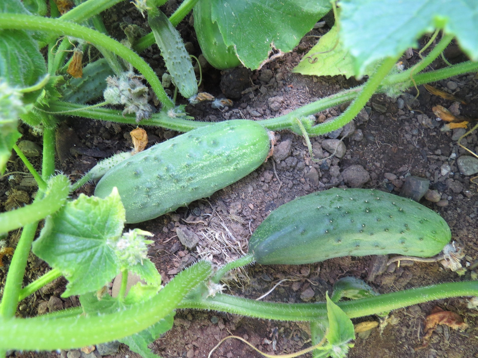MPB10 Cucumber Seeds Pick A Bushel Pickling Cucumber F1 Etsy
