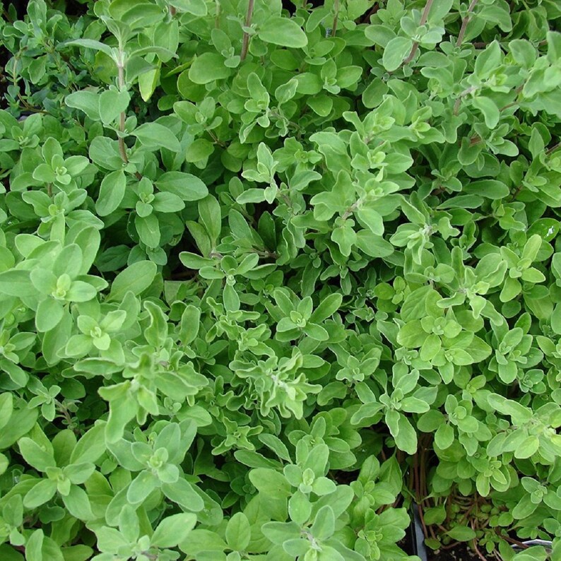 Sweet Marjoram Seeds Herb Seeds 100 thru 1000 Seeds Spice Etsy