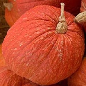 May include: A close-up of a bright orange pumpkin with a textured surface. The pumpkin has a small stem on top.