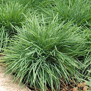 May include: A close-up of a patch of green grass with long, thin blades. The grass is growing in a clump and is surrounded by other plants.