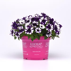 May include: A pink pot with a white and purple striped petunia plant. The pot has the word "Wave" printed on it, along with the text "Petunias" and "wave-rave.com".