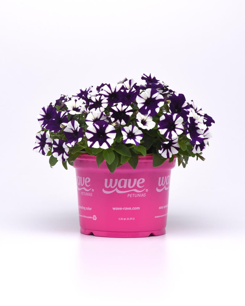 May include: A pink pot with a white and purple striped petunia plant. The pot has the word "Wave" printed on it, along with the text "Petunias" and "wave-rave.com".