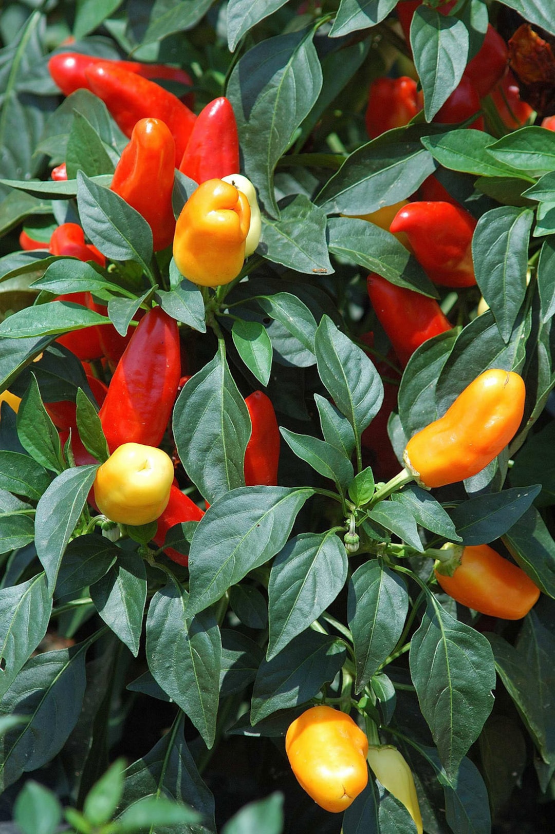 Vegetable Seeds 25 Sweet Pickle Pepper Seeds Garden Seeds - Etsy