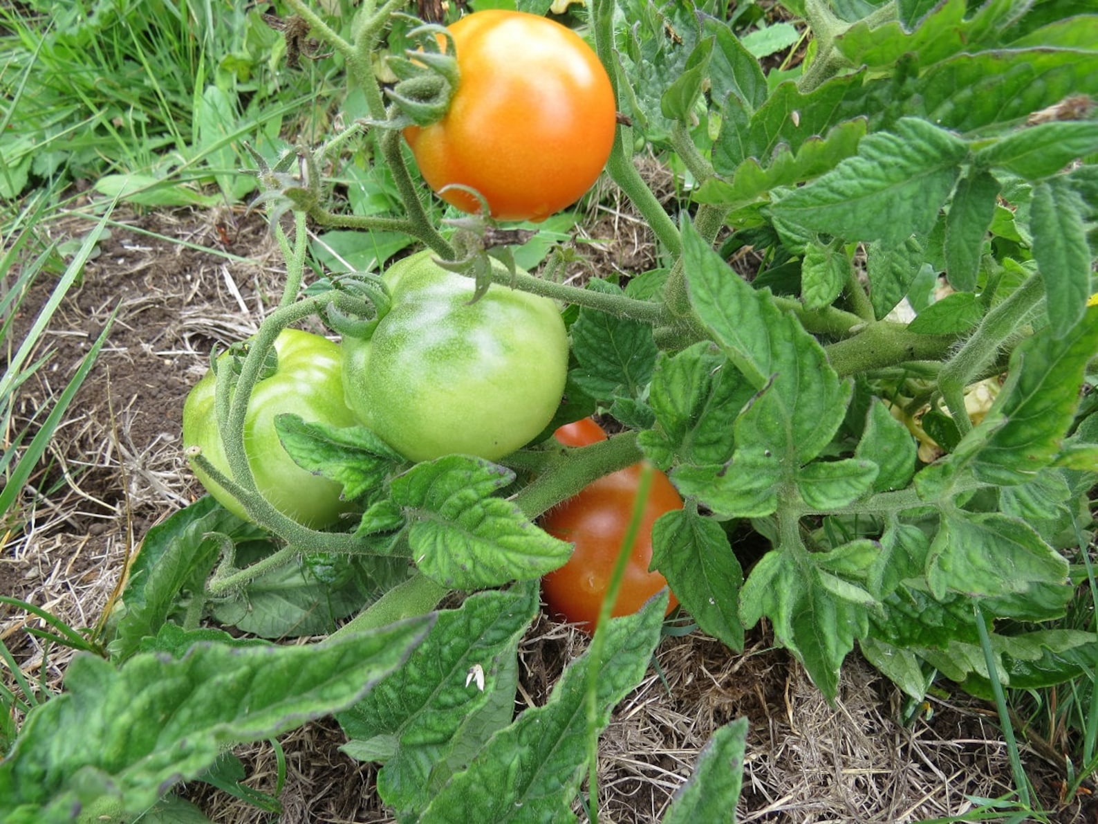 Patio Hybrid 100 Tomato Seeds Patio Tomato Seeds Etsy