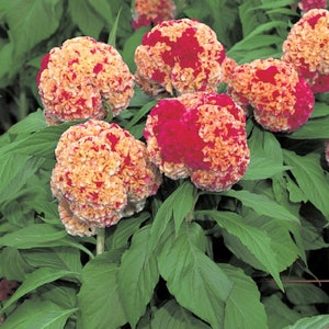 Celosia Seeds 50 Seeds Celosia Kurume Corona Cockscomb Seeds