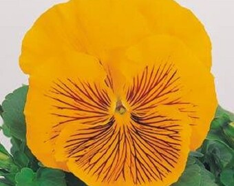 Pansy Seeds Pansy Whiskers Yellow 25 Seeds Viola Seeds Cat Pansy
