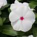 Vinca Seeds Vinca Mediterranean XP Mix 1,000 Seeds – Buy Bulk Seeds
