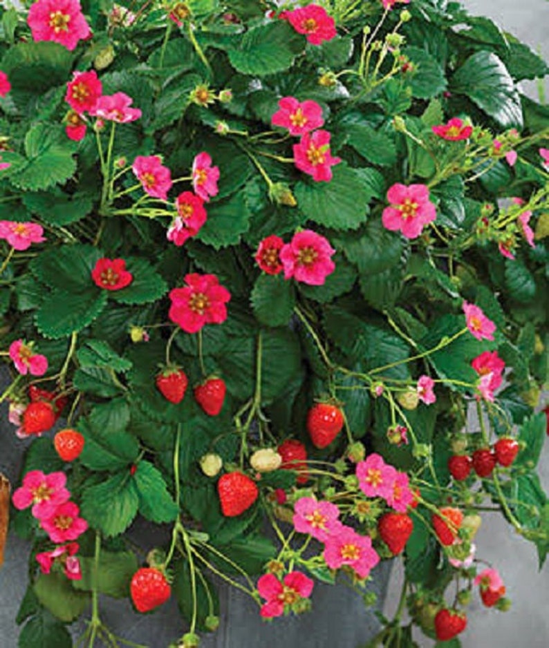 Strawberry Seeds Toscana Deep Rose 25 Seeds Perennial