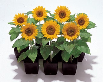 50 Flower Seeds Big Smile Sunflower Seeds Helianthus Seeds Cut Flowers