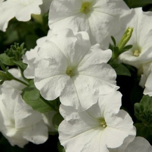 Petunia Seeds Success White 25 Pelleted Seeds Trailing Petunia