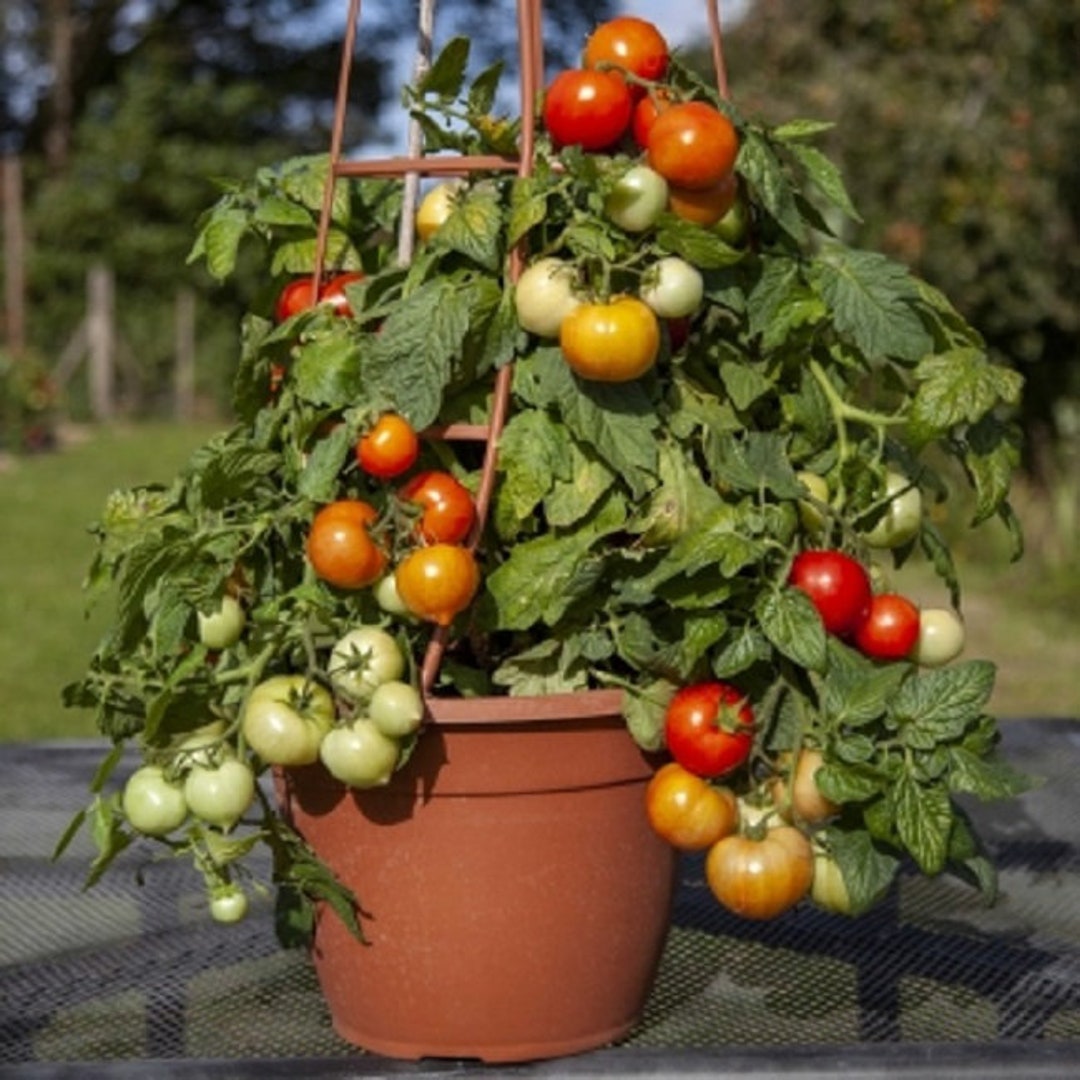 Tomato Grandma's Pick – Grow Organic