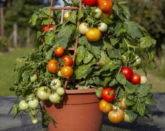 ロッド Summer tomato Ferry-Morse 1G Tomato Celebration Hybrid Pelleted Vegetable