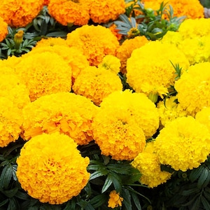 25 Flower Seeds Marigold Big Top Mix African Marigold Seeds F1 Hybrid Flowers