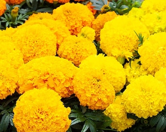 May include: A close-up of a bouquet of bright yellow marigold flowers. The flowers are in full bloom and have a soft, velvety texture.