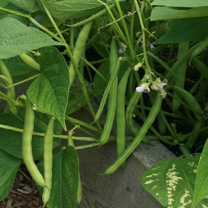 50 Bean Seeds Bush Provider Bean Seeds (treated seeds) Garden Seeds
