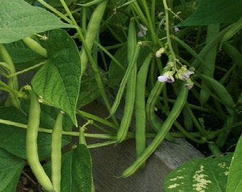 50 Bean Seeds Bush Provider Bean Seeds (treated seeds)