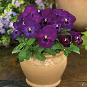 Viola Seeds 50 Seeds Viola Colormax Purple Glow