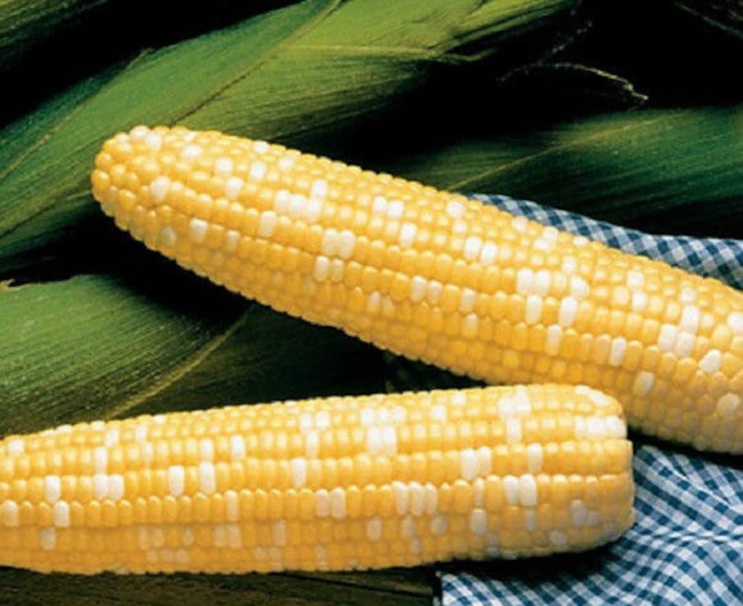 Corn Seeds (syn) - Serendipity Hybrid (treated) main image 1