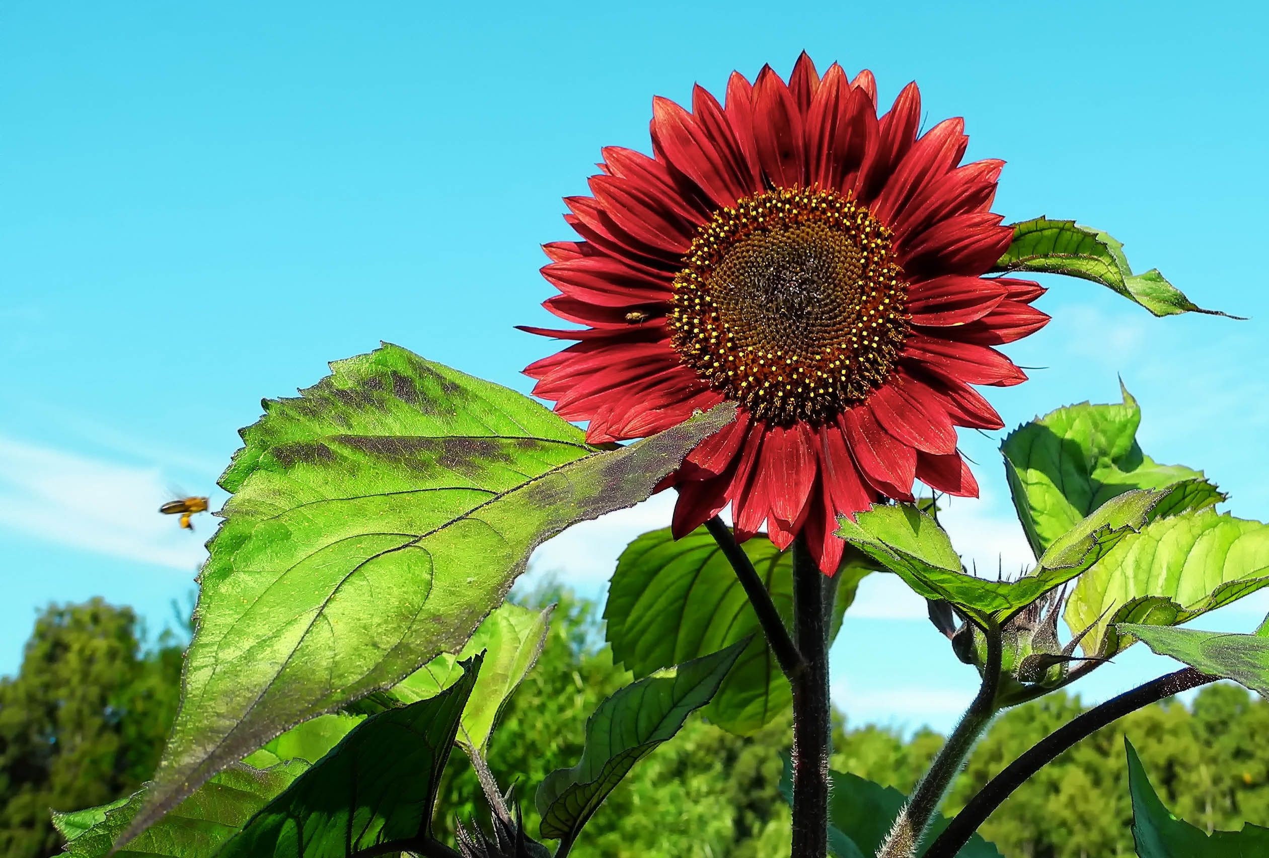 Helianthus argophyllus