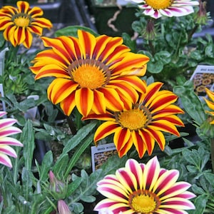 MPB#12 Gazania Seeds Big Kiss Mix Flower Seeds 25 thru 500 Seeds F1 Hybrid