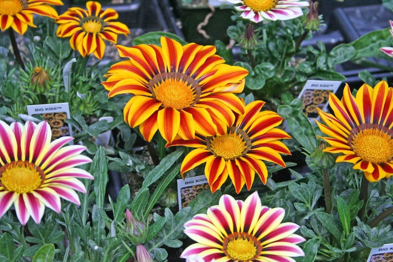 Gazania Big Kiss Mix Flower Seeds