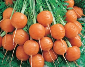 MPB#5 Parisian Carrot Seeds Vegetable Seeds 300 Seeds