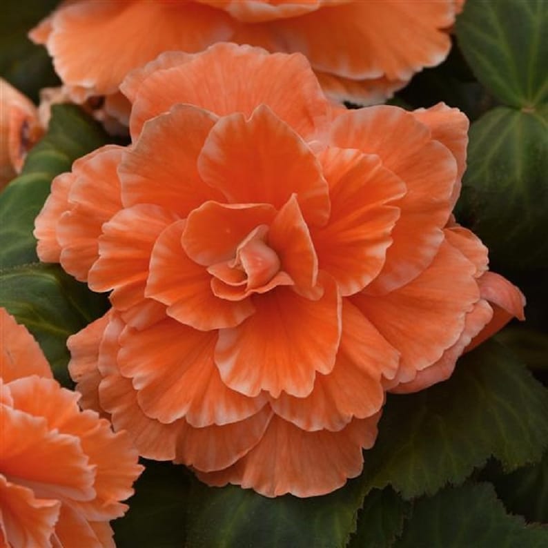 Begonia Seeds 15 Pelleted Seeds Amerihybrid Picotee Apricot Etsy