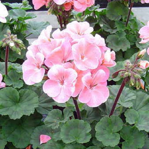 15 Geranium Seeds Geranium Logro Nano Appleblossom Flower Etsy Norway